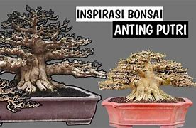 Bonsai Anting Putri Artinya Apa